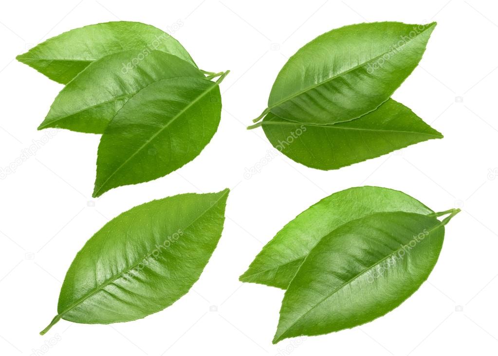 Citrus leaves isolated without shadow