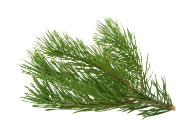 Çam dalı beyazda izole edilmiş. Gölge olmadan