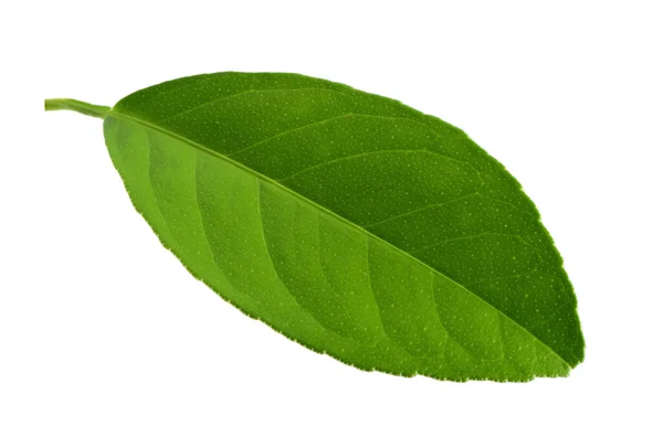 Φύλλα Λεμονιού Απομονωμένα Λευκό Φόντο — Φωτογραφία Αρχείου