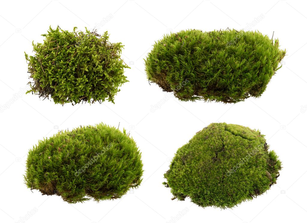 Green moss isolated on white background closeup