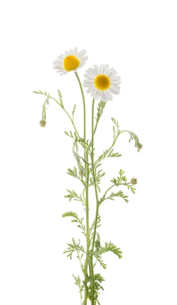 Chamomiles Fleur Marguerite Isolée Sur Fond Blanc Sans Ombre Image En Vente