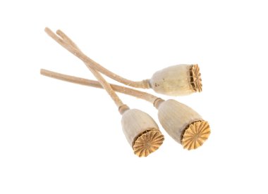 kuru haşhaş başları gölgelendirme yolu olmadan beyaz üzerinde izole