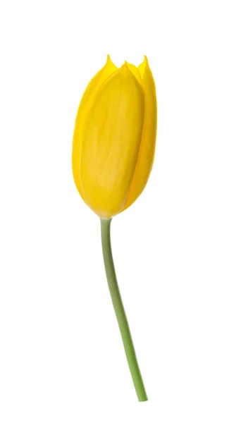 Желтый Цветок Тюльпана Изолирован Тени Обрезки Пути — стоковое фото