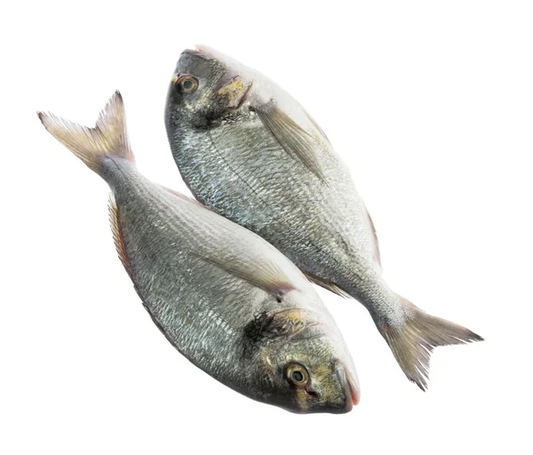 Dorado Ryby Izolowane Białe Tło Bez Cienia Ścieżka Obcinania — Zdjęcie stockowe