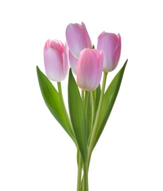 Beyaz arkaplan kırpma yolunda izole edilmiş bir demet pembe lale çiçeği