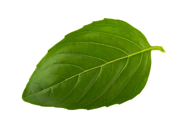 Basil Leaf Isolated Shadow — Stock Photo, Image