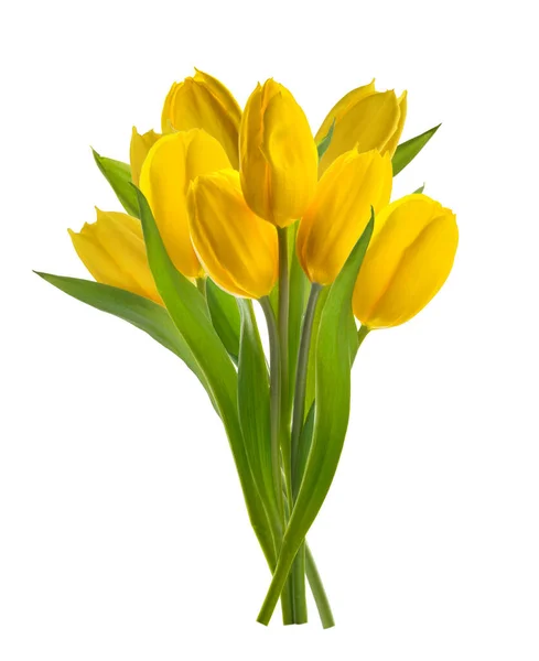 Желтый Тюльпан Цветы Изолированы Белый Фон Тени — стоковое фото