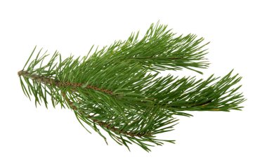 Çam dalı beyazda izole edilmiş. Gölge olmadan