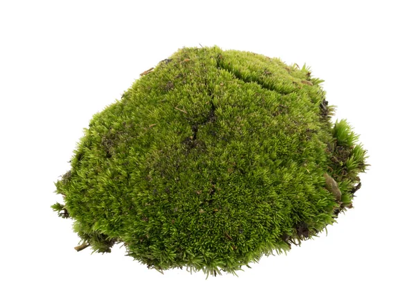 Grünes Moos Isoliert Auf Weißem Hintergrund Nahaufnahme — Stockfoto