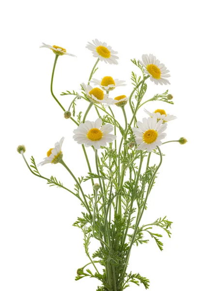 Kamille Gänseblümchen Blume Isoliert Auf Weißem Hintergrund Ohne Schatten Mit — Stockfoto
