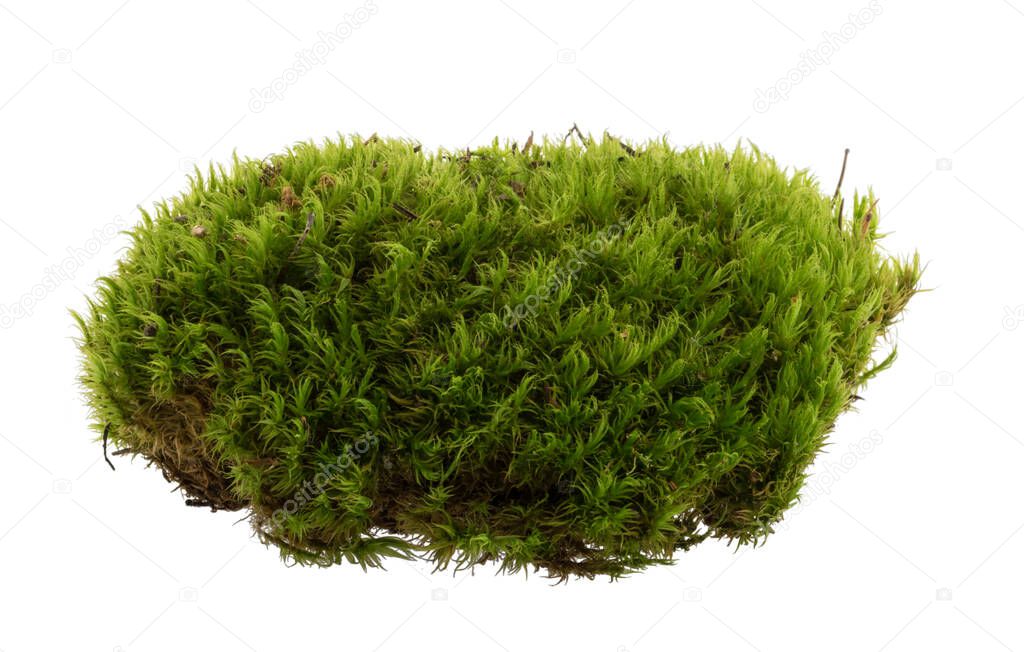 Green moss isolated on white background closeup