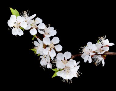 koyu arka plan üzerine kayısı çiçek şube