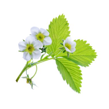 Beyaz arka plan üzerinde izole çilek tesisi