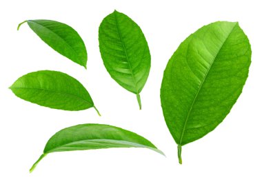 Limon yaprakları beyaz arkaplanda izole
