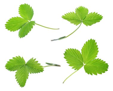 çilek bırakır. beyaz izole koleksiyonu