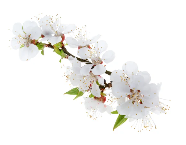 Flores de albaricoque aisladas sobre fondo blanco — Foto de Stock