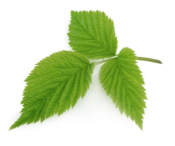 Зеленый лист малины, выделенный на белом — стоковое фото