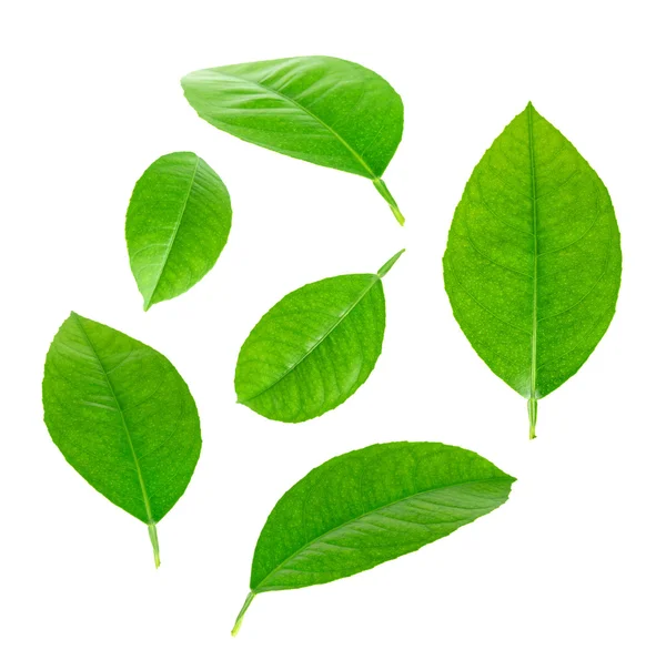 Limon yaprakları beyaz arkaplanda izole
