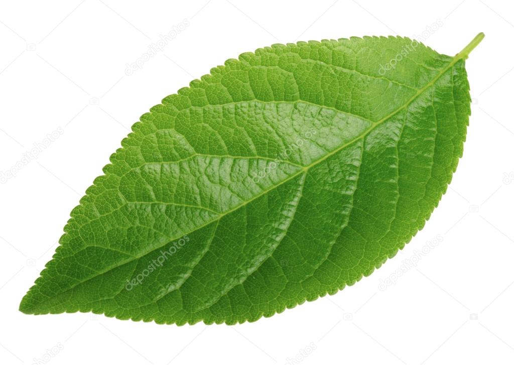 Plum leaf isolated on white — Stock Photo © Ovydyborets 52405535