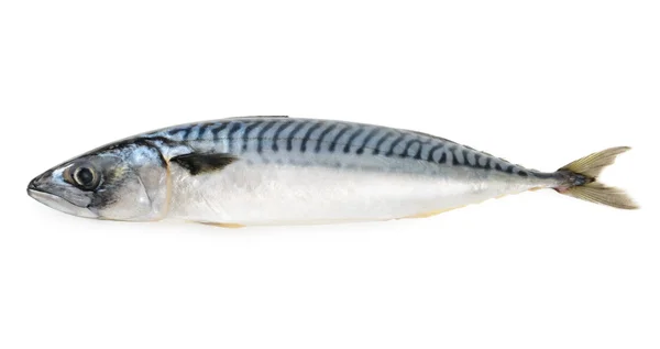 Makrela ryby na białym tle — Zdjęcie stockowe