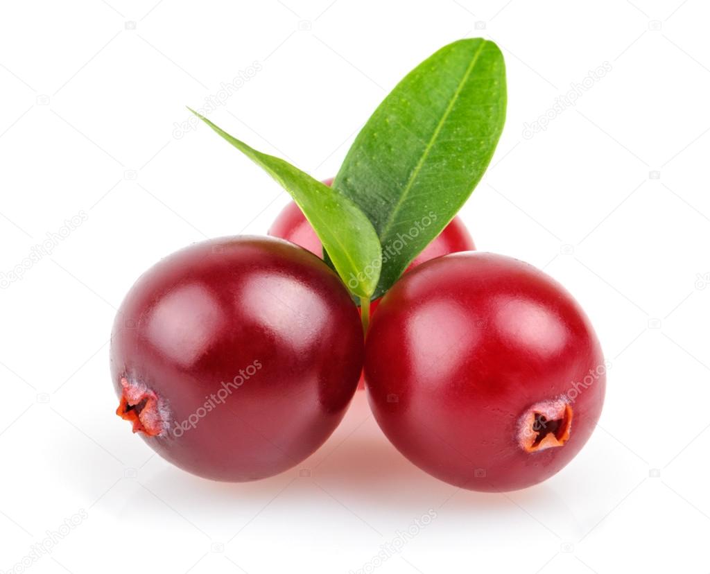 Ovydyborets