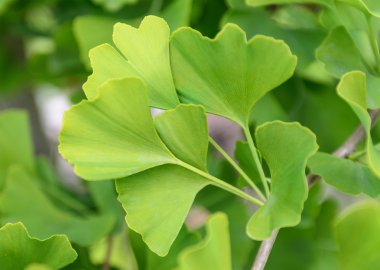 Ginkgo biloba yaprakları