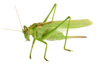 izole - çekirge Tettigonia viridissima 