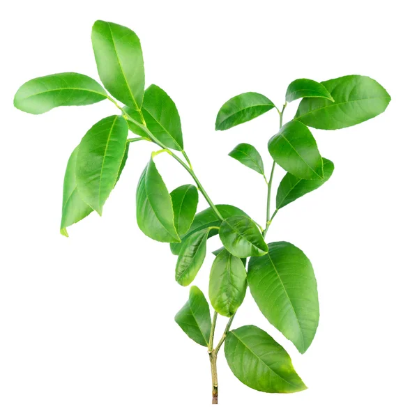 Lemon leaves isolated on a white background — Stock Photo, Image