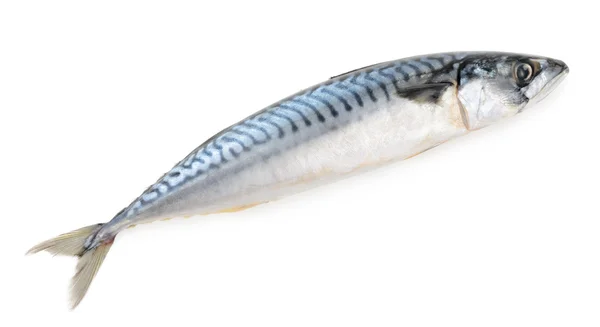 Makrela ryby na białym tle — Zdjęcie stockowe