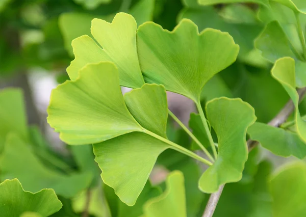 Ginkgo biloba yaprakları