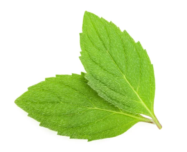 Mint melissa leaves isolated — Stock Photo, Image