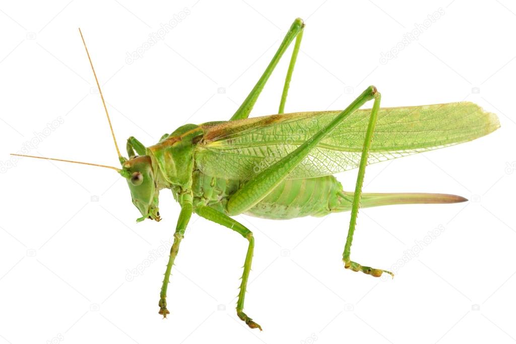 grasshopper isolated - Tettigonia viridissima 