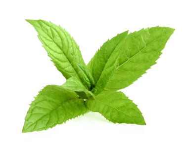 izole nane yaprakları