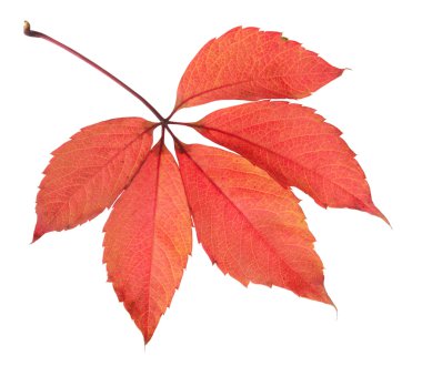 Parlak sonbahar yaprağı, beyaz üzerine izole