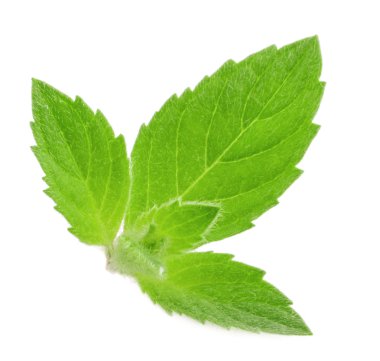 izole nane yaprakları