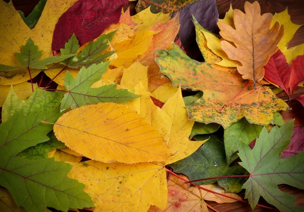 Bunter Hintergrund der Herbstblätter — Stockfoto