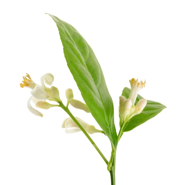 Větev citroníku s květy, izolované na bílém — Stock fotografie