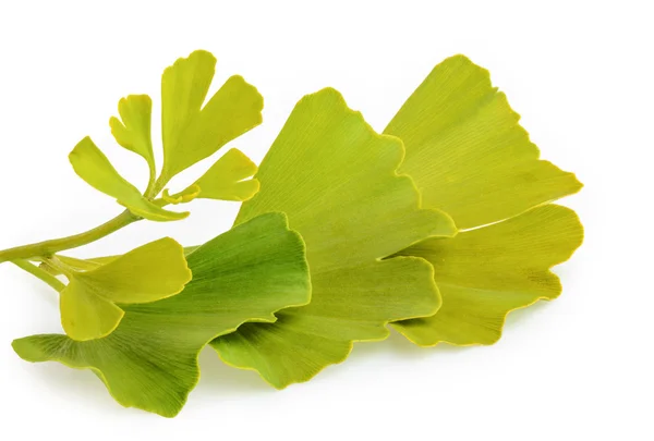 Ginkgo biloba leaves isolated on white background — Stock Photo, Image