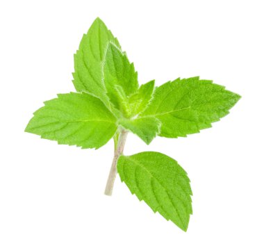 izole melissa yaprakları nane