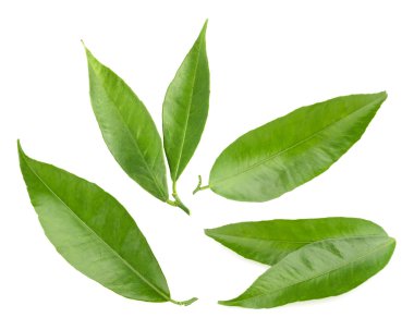 mandalina izole bırakır