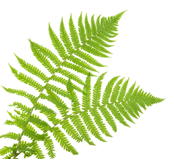 Ferns izole üzerinde beyaz, kesme