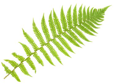 Fern izole üzerinde beyaz, kesme