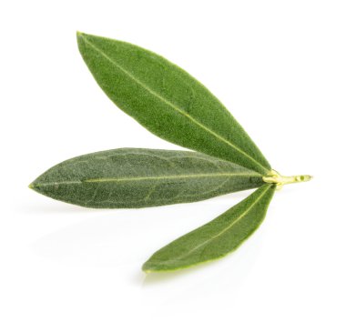 Zeytin yaprağı üzerinde beyaz izole gölge ile