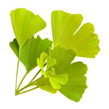 Ginkgo biloba yaprakları beyaz arkaplanda izole