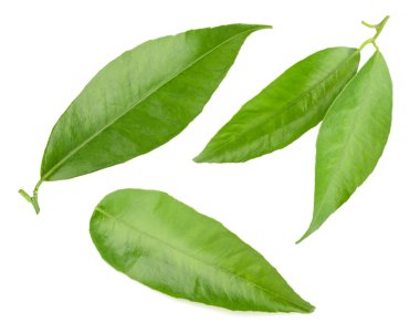 mandalina yaprak izole