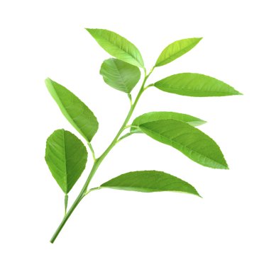 tencerede beyaz izole limon ağacı