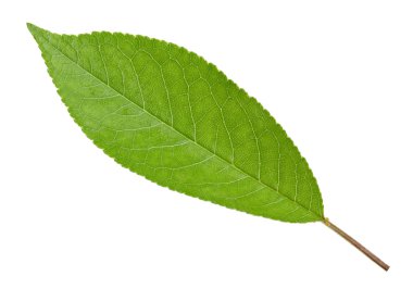 İzole kiraz yeşil yaprak