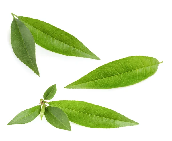 Peach leaf isolated on white background — Stock Photo, Image