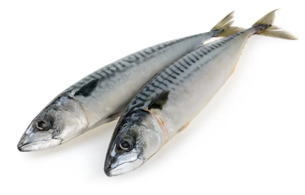 Makrill fisk isolerade — Stockfoto