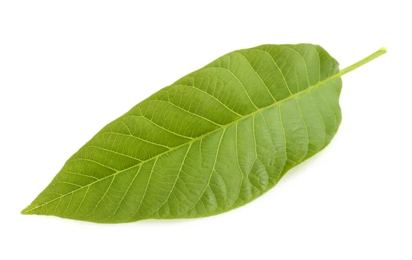 Лист ореха, изолированный на белом — стоковое фото